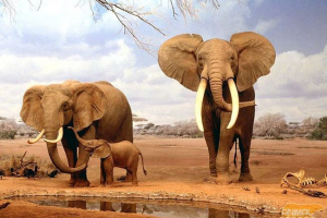 Giants ziemia - elephant Giants ziemia - elephant