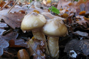 Higromor ludzki Higromor ludzki