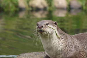 Smokolwiek włosy otter - największy wśród azjatyckich facetów