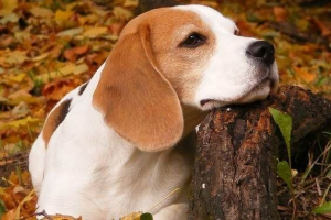 Płynne rasy psów, ich funkcje, widoki i zdjęcia Płynne rasy psów, ich funkcje, widoki i zdjęcia