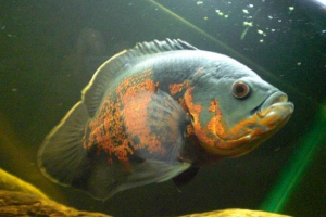Kawałek astronotus, jest bawołem