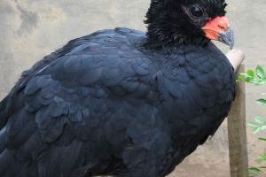 Goko - kurczaki drewniane