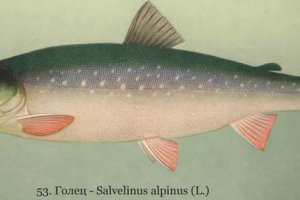 Pół arktyka: zdjęcie, wideo Pół arktyka: zdjęcie, wideo