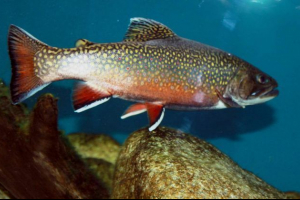 Halto - ryby bez skal