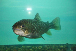 Taranza half: opis, styl życia, zdjęcie Taranza half: opis, styl życia, zdjęcie