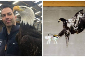 Holenderskie orły przeciwko dronom - strażnik Holenderskie orły przeciwko dronom - strażnik