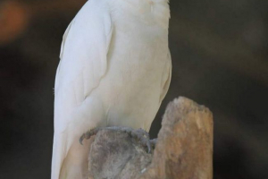 Cockada z łukiem - nazywana papuga