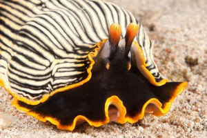 Call-chorls: secrets of the life of marine mieszkańcy