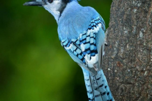 Niebieski mankiet - ptak z niebieskim khokholcom