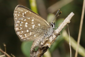 Goyanka roman Goyanka roman