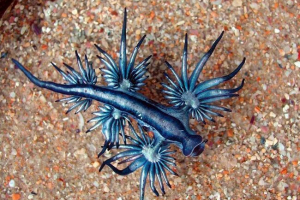 Niebieski smok - nie jest mityczna istota