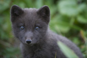 Niebieskie piaski (mednovsky)