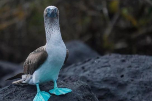 Bluoused olusha Bluoused olusha