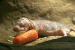 Nagi gospodarstwo - niezwykłe gryzoń, migracja tajemnic długowieczności i zapobiegania nowotworom Nagi gospodarstwo - niezwykłe gryzoń, migracja tajemnic długowieczności i zapobiegania nowotworom