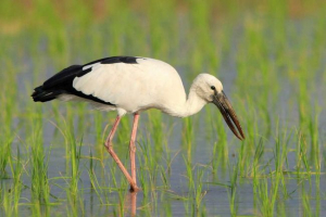 Galunon - razowanie bocian Galunon - razowanie bocian