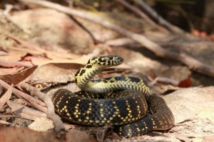 Bungalovid goplocephal - opis węża Bungalovid goplocephal - opis węża