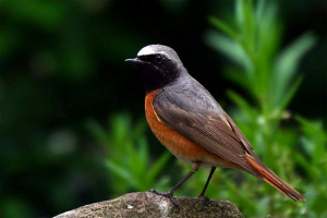 Zwykły gorichvost - niesamowita piosenkarka