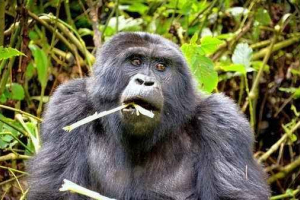 Goryle wszystkożerne, mięsożerne lub roślinożerne?