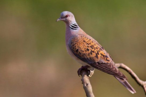 Organizacja zwyczajna Organizacja zwyczajna