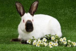 Rano rasa królika Rano rasa królika
