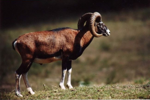 Górskie rams. Zdjęcie górskich barów