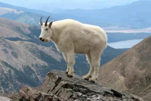 Zwierzęta górskie: lista, tytuły, widoki, opisy i zdjęcia Zwierzęta górskie: lista, tytuły, widoki, opisy i zdjęcia