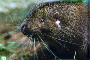 Bóbr górskich lub aplodontics - nie w ogóle bóbr, ale gryzoń