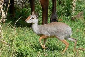 Góra lub eritrean dicdik