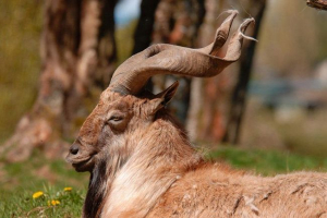 Koza górska. Zdjęcie, wideo