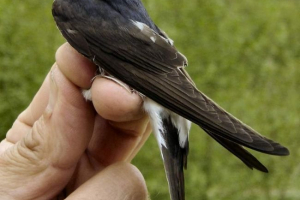 Urban swallow. Zdjęcie ptaków Urban swallow. Zdjęcie ptaków