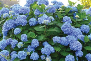 Hortensja hortensja