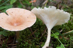 Govorushka voronechatte Govorushka voronechatte