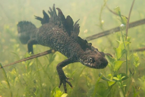 Wielki triton Wielki triton