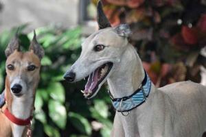 Greyhaound - specjalna rasa psów