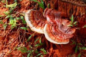 Rush grzyb (braku buła) Rush grzyb (braku buła)