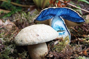 Grzyb sinyak Grzyb sinyak