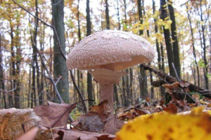 Grzybowa dziewczyna parasol Grzybowa dziewczyna parasol