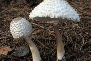 Grzyb - parasol dziewczyny Grzyb - parasol dziewczyny