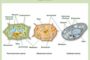 Klatka grzyba Klatka grzyba