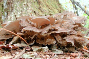 Kręcone kędzierzawy (grzyb baran, maitaka) Kręcone kędzierzawy (grzyb baran, maitaka)