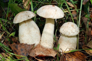 Grzyby czerwonej książki Grzyby czerwonej książki