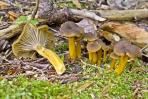 Chanterelle rurowa