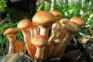 Grzyby kłamią Grzyby kłamią