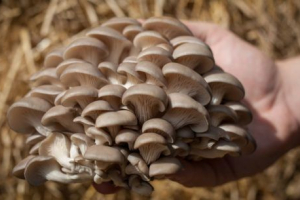 Grzyby veshiński Grzyby veshiński