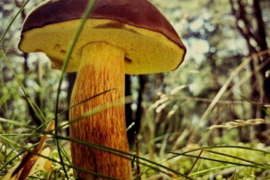 Mróbny mokhovik Mróbny mokhovik