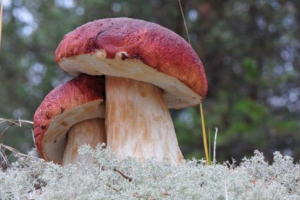 Grzyby regionu woronezh Grzyby regionu woronezh