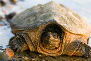 Żółw mostkowy Żółw mostkowy