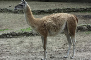 Guanaco - jeden z wielbłądów