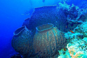 Gąbki - opis, typy, znaki, jedzenie, przykłady i klasyfikacja Gąbki - opis, typy, znaki, jedzenie, przykłady i klasyfikacja