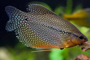 Gourats - warunki zatrzymania Gourats - warunki zatrzymania